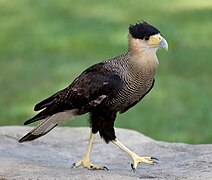 Caracara huppé en pied.