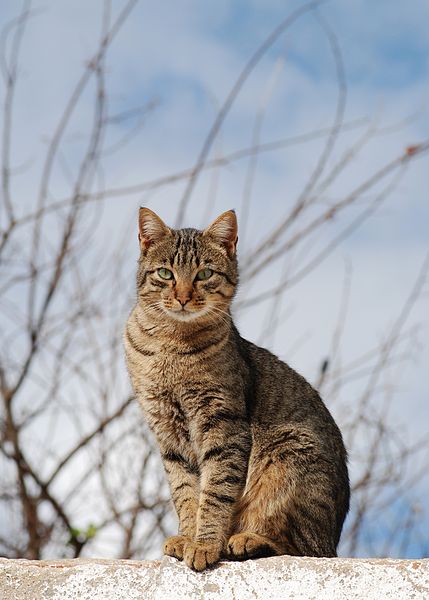 File:Cat November 2010-1.jpg