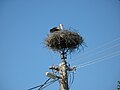 Ciconia ciconia, nest in Tešedíkovo.