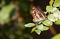 * Nomination: Closed Wing of Athyma perius (Linnaeus, 1758) - Common Sergeant. By User:Bias Chakraborty --TAPAN1412 06:30, 27 October 2024 (UTC) * * Review needed