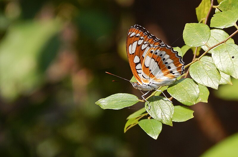 File:Closed Wing of Athyma perius (Linnaeus, 1758) - Common Sergeant.jpg