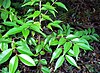 Green-leaved plant in shade