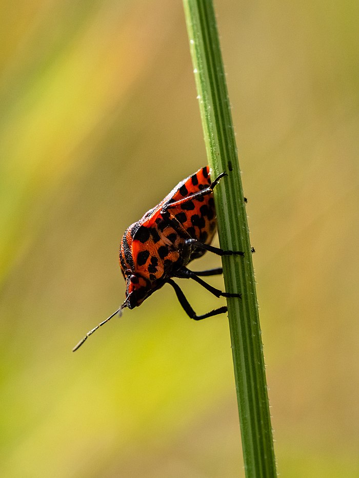 Un insecte.