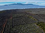 Vineyards with low walls built of boulders and the sea in the distance