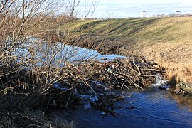 Biberdamm in der Liesing bei Unterlaa (Niederösterreich)