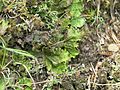 Peltigera leucophlebia near North Fork Mountain, West Virginia, USA. Open maple - red oak - black birch forest.