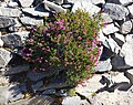 Pink mountain heather adapting to environment