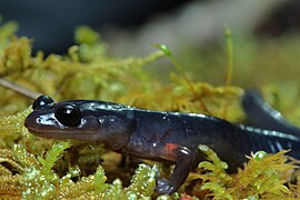 Plethodon shermani Stanton 1.jpg