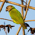 Poicephalus senegalus (cat.)