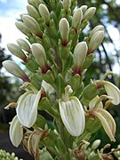 Lobelia boninensis