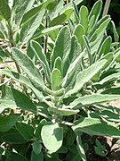 Salvia candelabrum