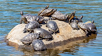 Turtle rock in Prospect Park (01717)