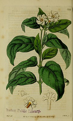 Nyctanthes arbor-tristis