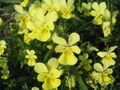 Viola lutea ssp. calaminaria