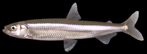 Hypomesus nipponensis (Osmeridae)