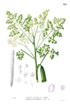 တၞံသတ်ခၞာဲ Drumstick Tree (Horse-radish, Munga Soudha in Hindi, Sojne in Bengali, Shevga-शेवगा in Marathi, Nugge kayi in Kannada, Midhosaragavo in Gujarati, Mulaga in Telugu and Murungai Maram முருங்கை மரம்  in Tamil;the fruit is Murungaikkai in Tamil and Malayalam) -- Moringa Oleifera