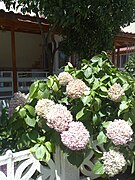 Ortanca çiçeği (hydrangea flowers) - Ayvalık - panoramio.jpg