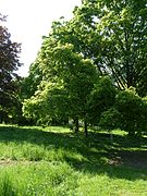 Acer tataricum.