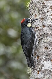 Male M. f. flavigula, Colombia