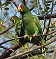 Amazona albifrons (cat.)