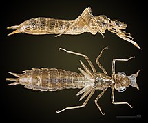 Esuvia di un odonato (Anax imperator)