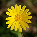 Calendula arvensis