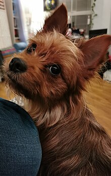 Chorkie.jpg