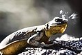 Un chuckwalla care strănută sare în Parcul Anza-Borrego Desert State Park