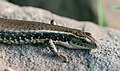 Eastern Water Skink