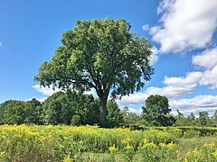 Elm Tree in Brattle Brook Park, Pittsfield, MA - August 2020.jpg