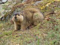 Himalayan Marmot