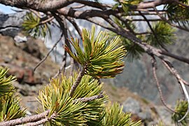 Foliage, Wenatchee Mountains