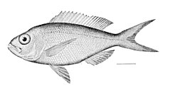 Description de l'image Pristipomoides_macrophthalmus.jpg.