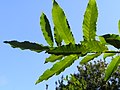 The branch of a sawtooth oak (Quercus acutissima) in Porto, Portugal.