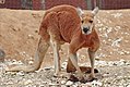 Klokan rudý v zoologické zahradě v australském Melbourne