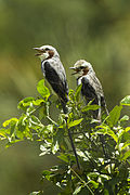 Streamer-tailed Tyrant - Regua - Brazil S4E1493 (16298267363).jpg