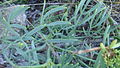 Salicornia europaea growing wild in Kefalonia, Greece