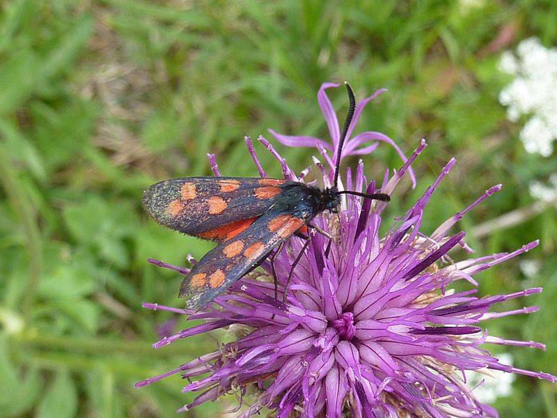 File:Schmetterling 2 zur Bestimmung.jpg