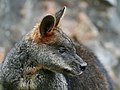 Swamp wallaby portrait