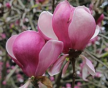 20150330 Magnolie Sochi.jpg