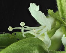 2016-07-09-11.07.58 ZS PMax Ocimum basilicum-1-1 (27605914044).jpg