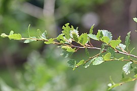 20210620 Hortus botanicus Leiden - Betula nana.jpg