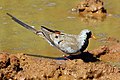 Male at Tswalu Kalahari Reserve, South Africa