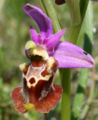 Ophrys apulica