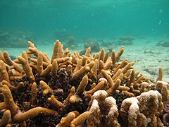 Acropora aspera