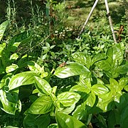 Bug on green basil leaves on a green background.jpg