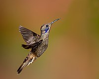 Brunkolibri som syner øyreflekken. (Ecuador) Foto: Andy Morffew