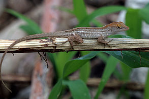 Grand Cayman juvenile