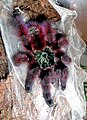 Caribena versicolor, jugendliches Tier, frisch gehäutet (9. Fresshaut)