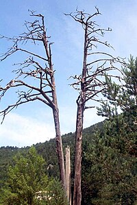 O "Pinheiro dos Três Ramos" (em catalão: Pi de les Tres Branques), em Castellar del Ríu, símbolo da união dos três Países Catalães (Catalunha, País Valenciano e Baleares)